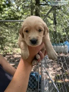 Golden Retriever puppies