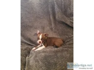 Male and Female Boston Terrier for Rehoming