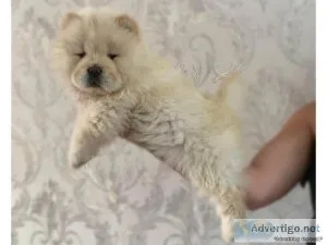 Male and Female Chow Chow for Rehoming