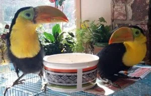 Pair Toucan Birds for sale