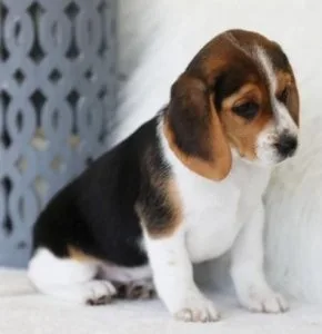 Adorable and affectionate Beagle puppies for adoption