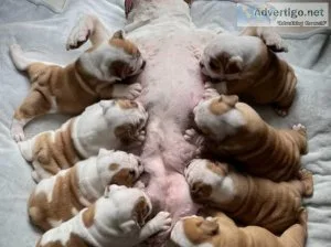 8 Stunning KC registered Red and White English Bulldog puppies