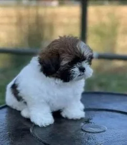 Healthy Shih tzu Puppies