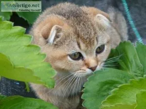 Scottish foldstraight kittens
