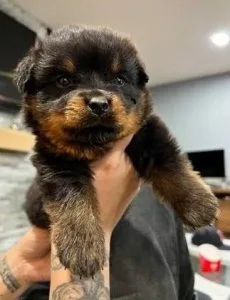 charming Rottweiler puppies