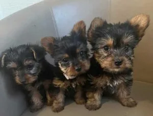 3 Yorkshire terrier puppies