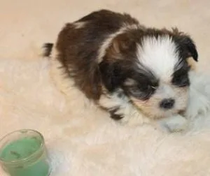 &quotLil Man&quot  Super Sweet male miki