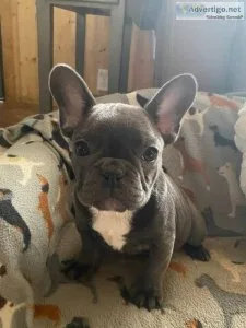 French bulldog Puppies For Adoption