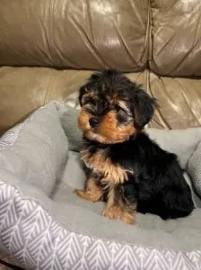 Amazing Yorkshire Terrier Puppies