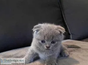 playful and cute Scottish Fold Cats and Kittens