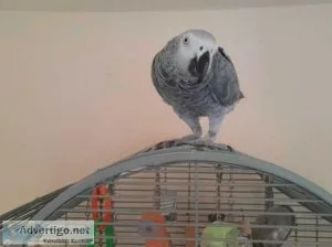 african grey parrots talking Fully tamed