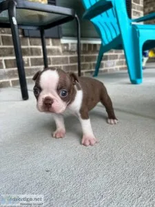 Fabulous Boston terrier Puppies Available