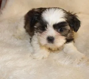 male puppy miki