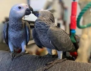 Young Tamed African Grey Parrots Ready
