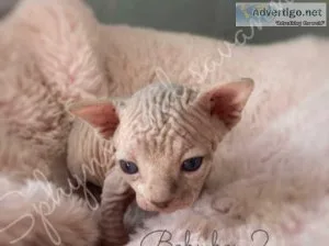 Stunning Sphynx kittens ready
