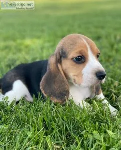AKC Champion pedigree Beagle Puppies