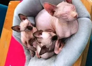Certified Sphynx Kittens