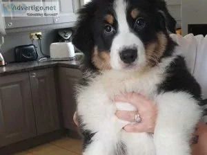 Male and Female Australian Shepherd for Rehoming