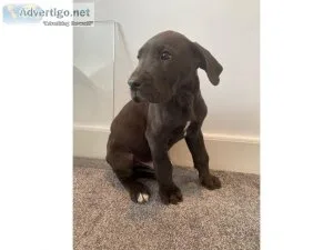 Male and Female Great Dane for Rehoming