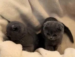 Blue Scottish fold kittens