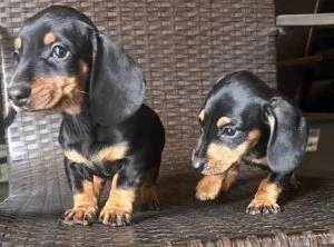 Miniature Dacshund Puppies