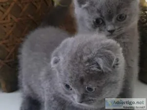 Beautiful Scottish shorthair kittens