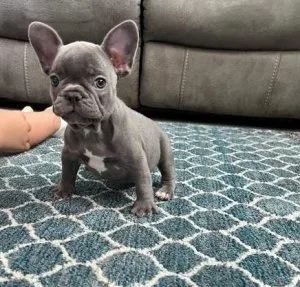 AKC Registered French bulldog Puppies for Sale