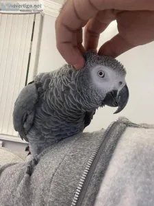 Talking Super Cuddly Super Tame African Grey