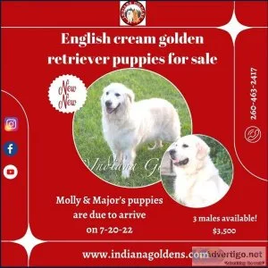 English cream golden retriever puppies for sale in Indiana