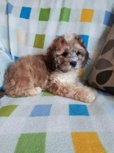 Beautiful cockapoo pups available f1b s