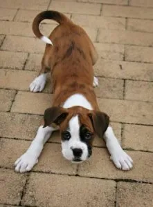 AKC mini boxer 8 weeks old