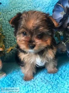 Available Teacup Yorkie puppies for adoption