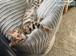 10 pedigree Bengals