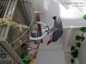 Friendly Talking Tame African Grey Parrots