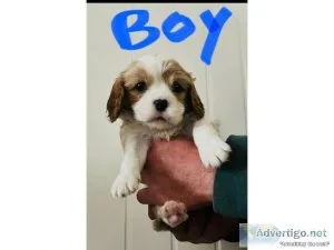 Male and Female Cavalier King Charles Spaniel for Rehoming