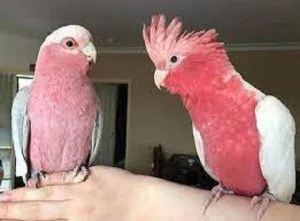 Tamed talking Galah Cockatoos parrots for sale