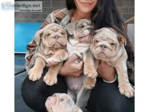 Male and Female English Bulldogs for Rehoming