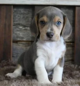 Adorable Beagle For Adoption