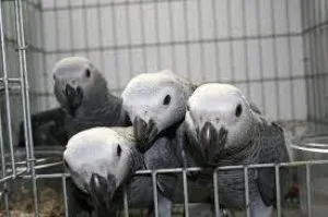 Amazing Tame Talking African Grey parrots for sale