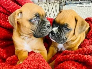 Sweet and lovely Boxer Puppies for Sale
