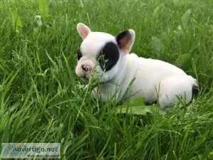 French Bulldog puppies