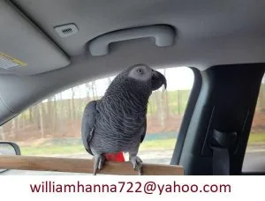 CCXVI African Grey Parrot Looking for a Home