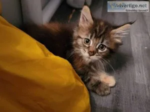 TICA Maine Coon Kittens Available