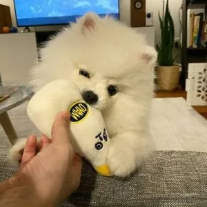 well trained Pomeranian puppies