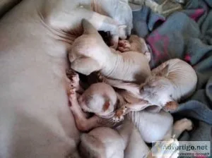 Gorgeous Sphynx kittens