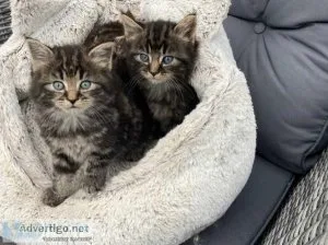 Maine Coon Kitten Ready Now