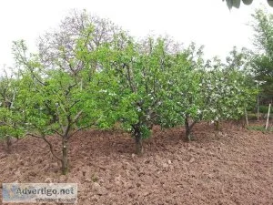 Teren afaceri Lemn/Fotovoltaice/Impadurire/Centru Vinificatie po
