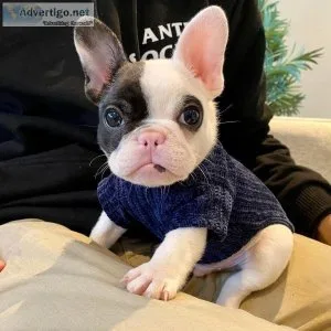 AKC quality French Bulldog Puppies