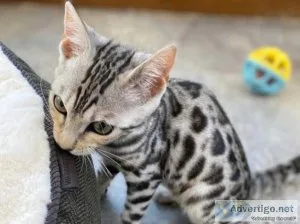 Pedigree  bengal kittens