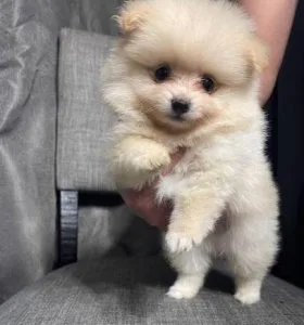 Cute Pomeranian Puppies For Free Adoption ( Potty Trained)